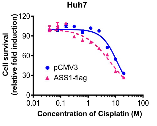 ASS1 transfected in Huh7 cells treated with cisplatin at the indicated concentrations.jpg